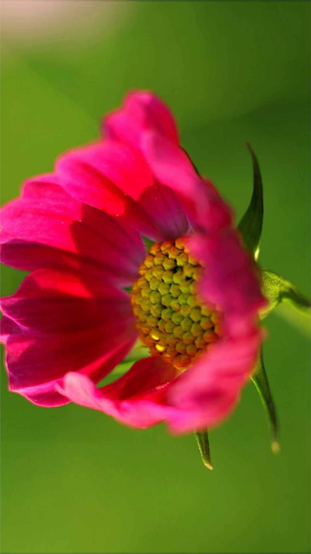 Cosmos Flower iPhone Wallpaper