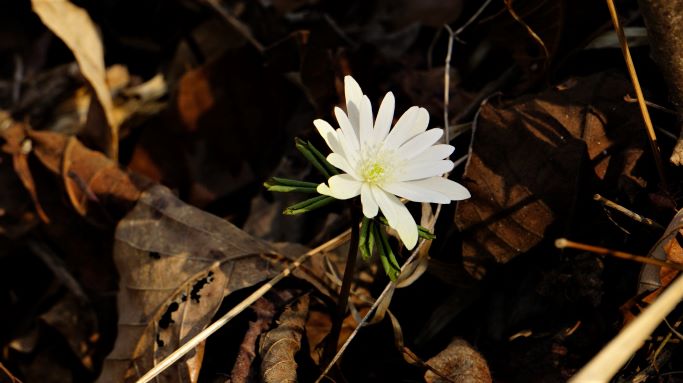 꿩의바라곷 한 송이 근접사진&#44; 배경은 아웃포커싱&#44;