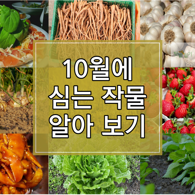 10월에 심는 작물 12가지 알아보기 썸네일