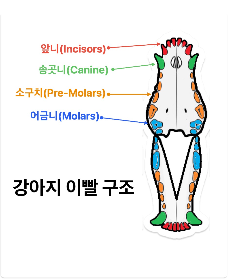 강아지 이빨 구조 및 부위