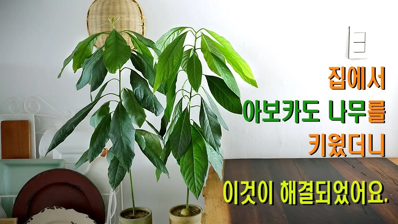 덜 익은 아보카도 먹으면 생기는 일 맛 소화 건강에 미치는 영향 총정리_9