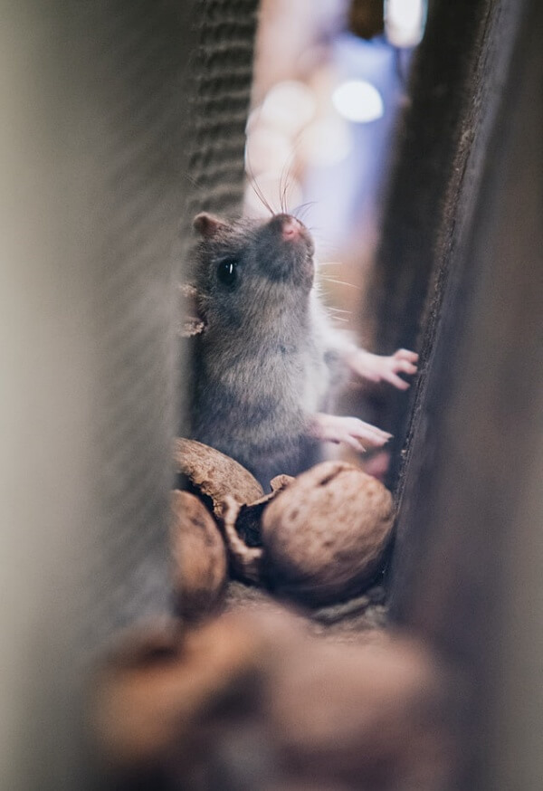 쥐 쥐구멍 쥐떼 덫 갉아 잡는 꿈 4