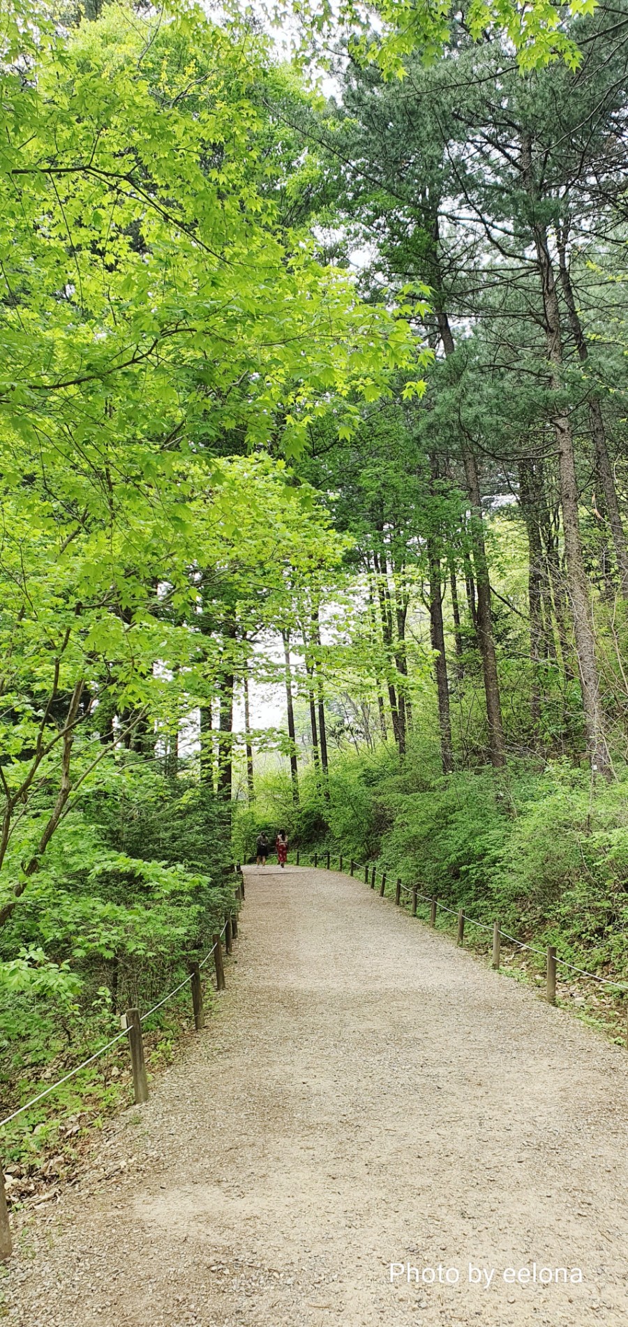  [숲길걷기추천]#진접 #포천 #국립광릉수목원 #나들이추천지#드라이브추천