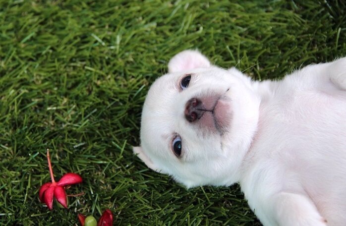 인조 잔디 위에 하늘을 보고 누워있는 하얀색 털의 새끼 개