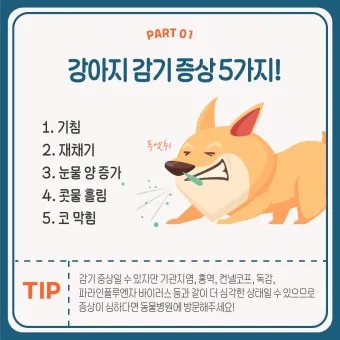 강아지 감기 겨울철 보호 방안 종합 정리_38