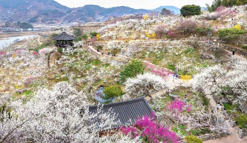광양 가볼만한곳 베스트10 매화마을과 섬진강의 봄꽃 낭만