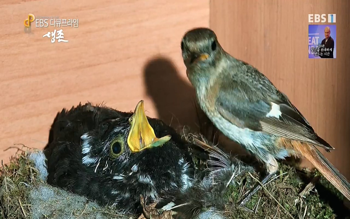생존 3부_ EBS 다큐프라임_ 220629.avi_20220701_210756.338.jpg