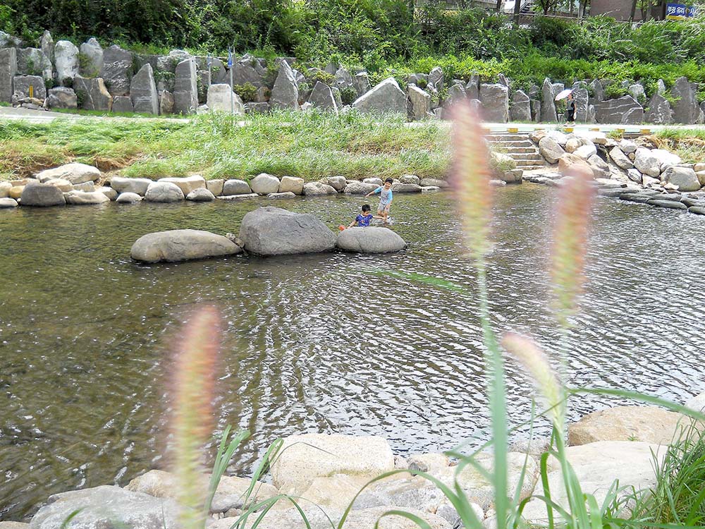 서대문구 홍제천(hongjecheon)의 꽃들