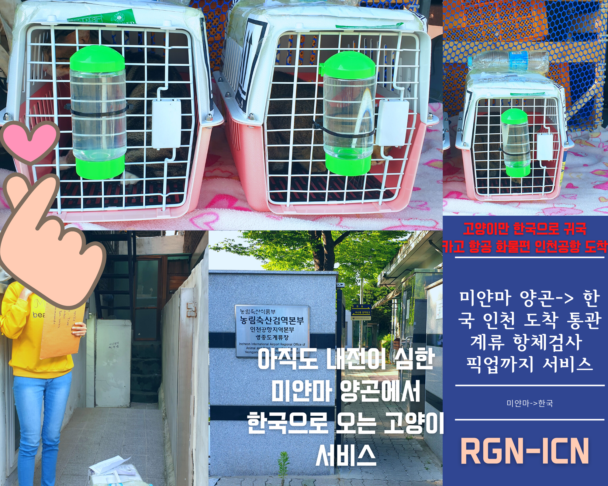  Dog Cat Myanmar International Transportat 강아지동남아운송 고양이동남아운송 강아지동남아검역 고양이동남아검역 강아지양곤출국 고양이양곤출국 강아지미얀마검역 고양이미얀마검역 강아지국제..