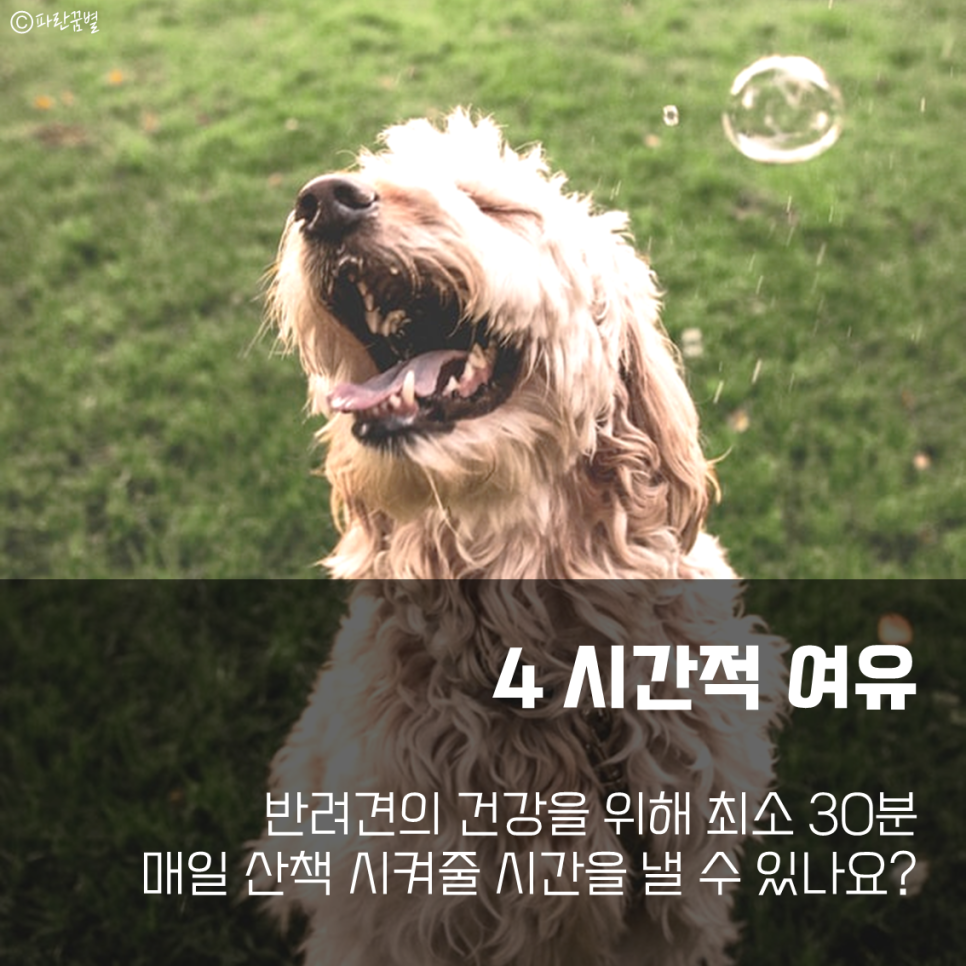 반려견 입양 전 유의사항 체크해주세요! [카드 뉴스] 귀여운 강아지 키우지 마세요 10