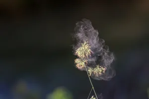 꽃가루-알레르기-치료법