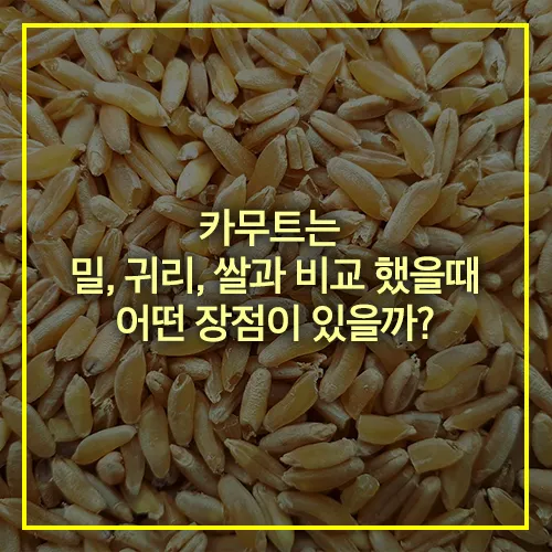 카무트 영양소 장점