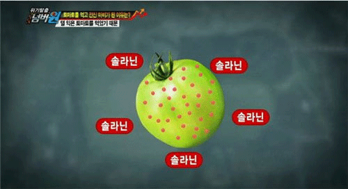 토마토효능 및 토마토부작용&#44;토마토먹는법