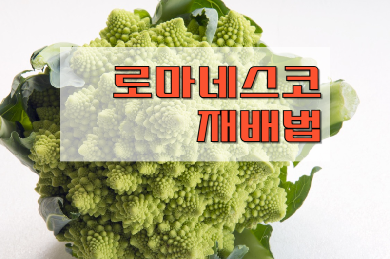 로마네스코-재배법 썸네일