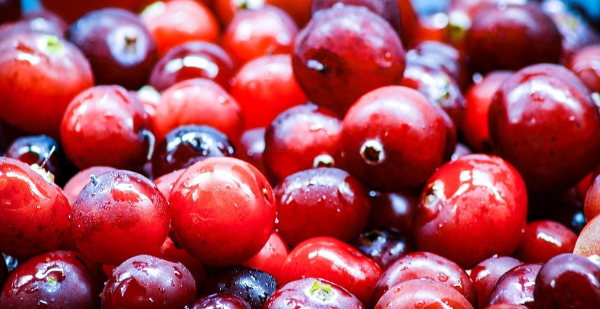 cranberry 크렌베리 효능 장점 심장병&#44; 협심증&#44; 고혈압에 도움이 되는 이유!3