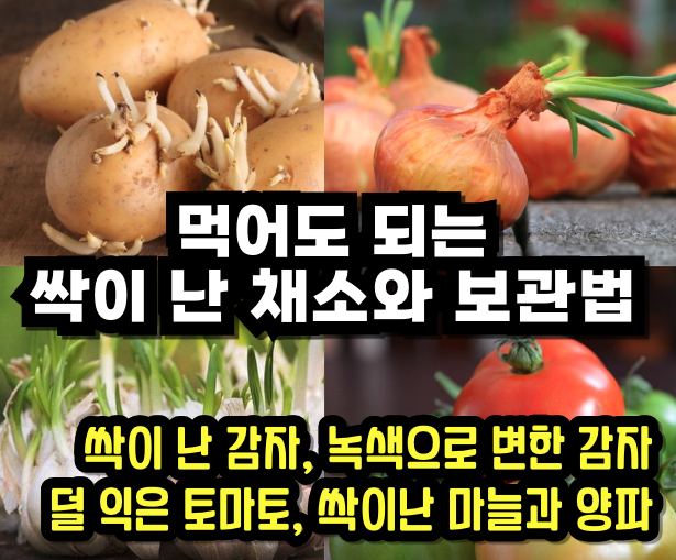 싹이 난 채소와 보관법