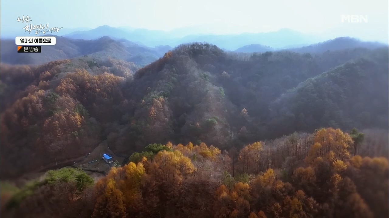 나는 자연인이다.E531.221208p.H264-F1RST.mp4_20221208_204225.757.jpg