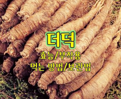 더덕-효능