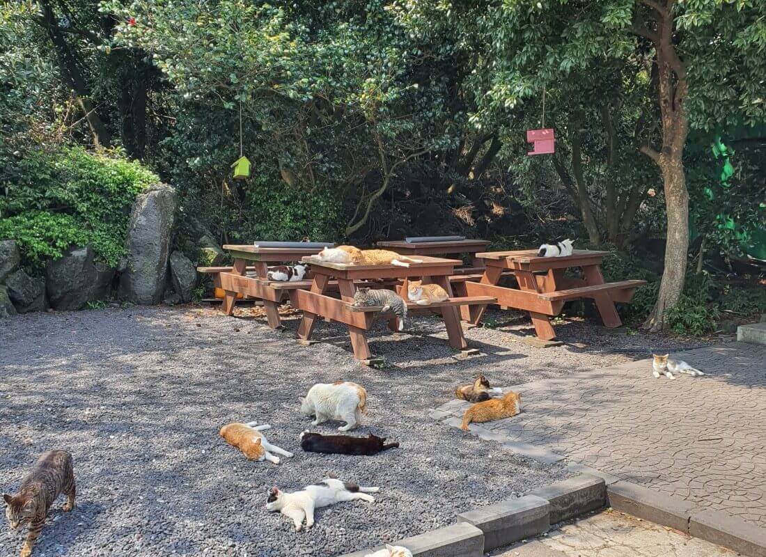 김녕미로공원 고양이들 