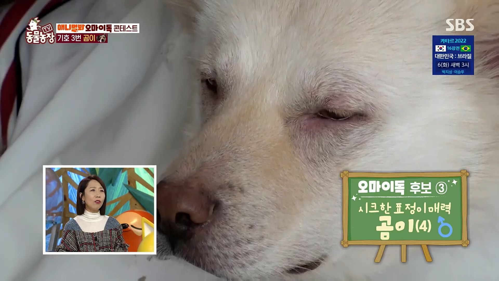 TV 동물농장.E1098.221204p.H264-F1RST.mp4_20221204_175356.810.jpg