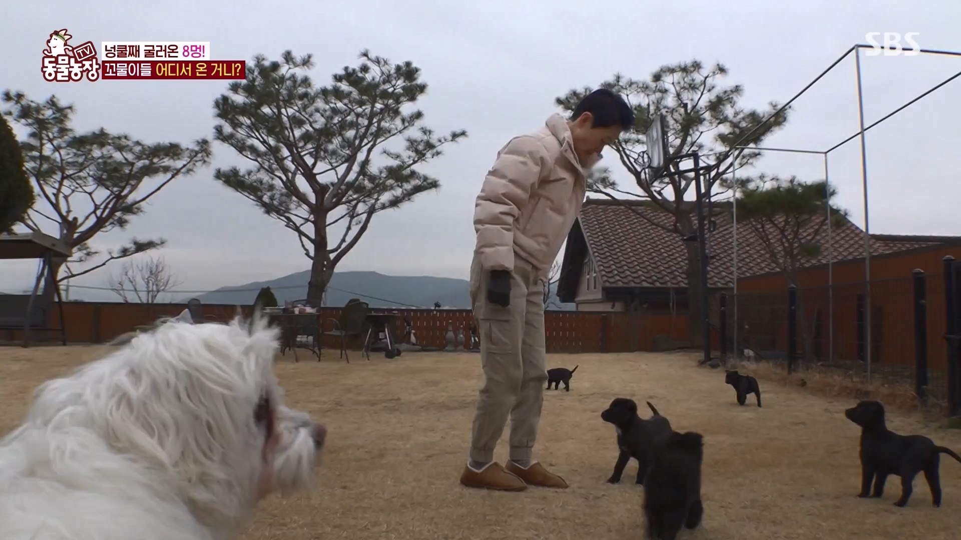 TV 동물농장.E1164.240324p-NEXT.mp4_20240324_172334.302.jpg