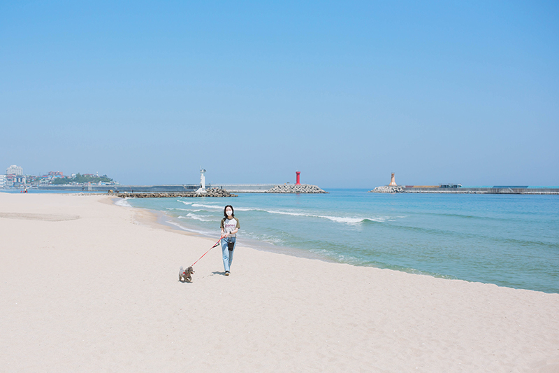 푸른 바다가 보이는 해변에서 강아지(소형 반려견)와 보호자가 함께 산책하고 있다.