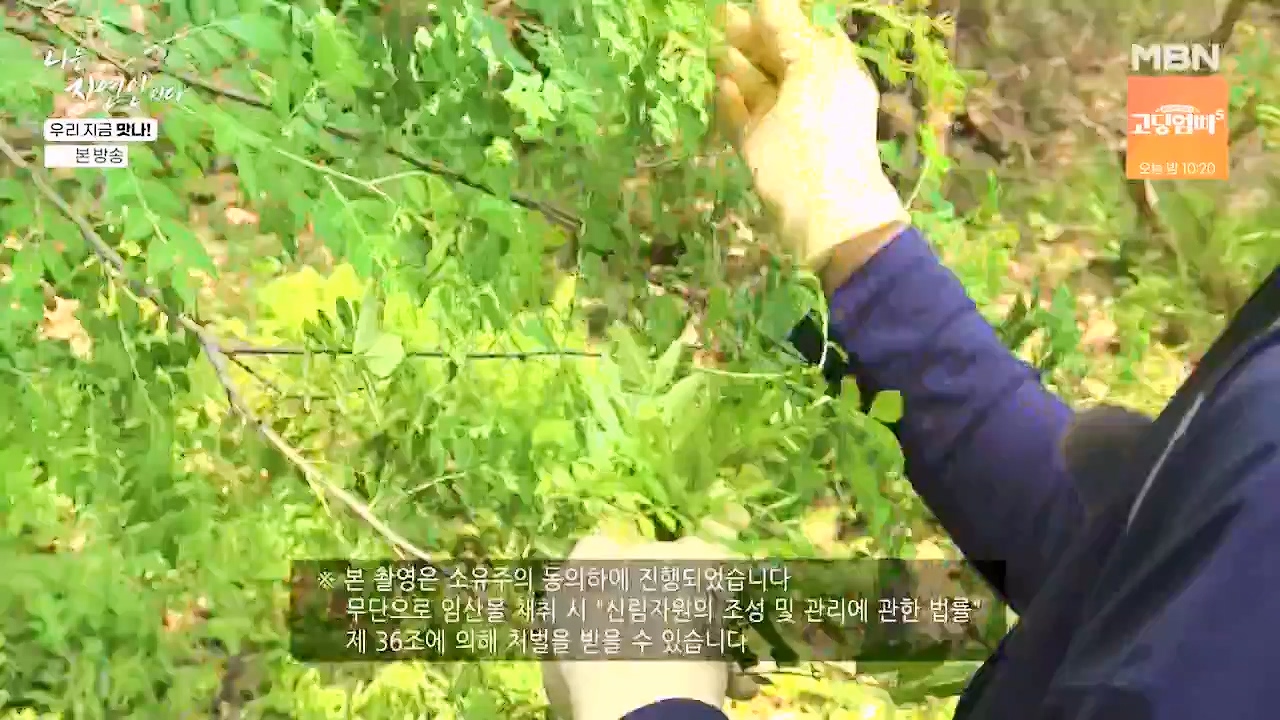 나는 자연인이다.E609.240613p-NEXT.mp4_20240613_195119.445.jpg