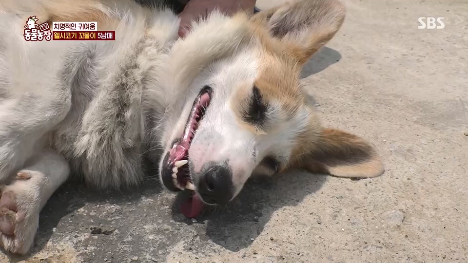 TV 동물농장.E1126.230625p.H264-F1RST.mp4_20230626_204254.041.jpg