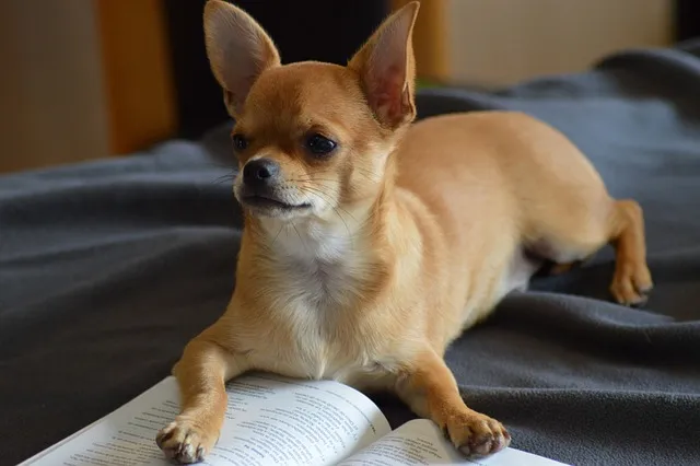 치와와 분양 종류 장모 단모 치와와 성격 수명_8