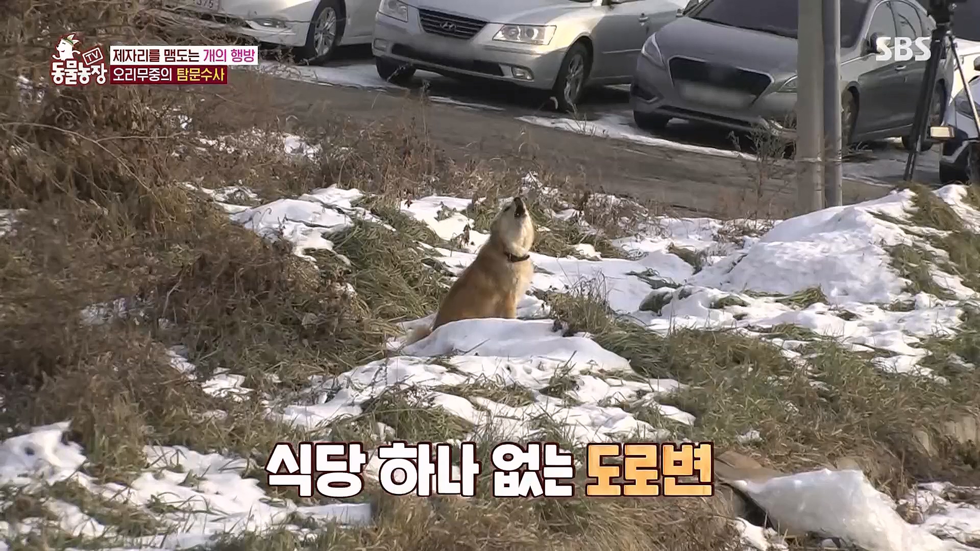 TV 동물농장.E1104.230115p.H264-F1RST.mp4_20230115_173214.586.jpg