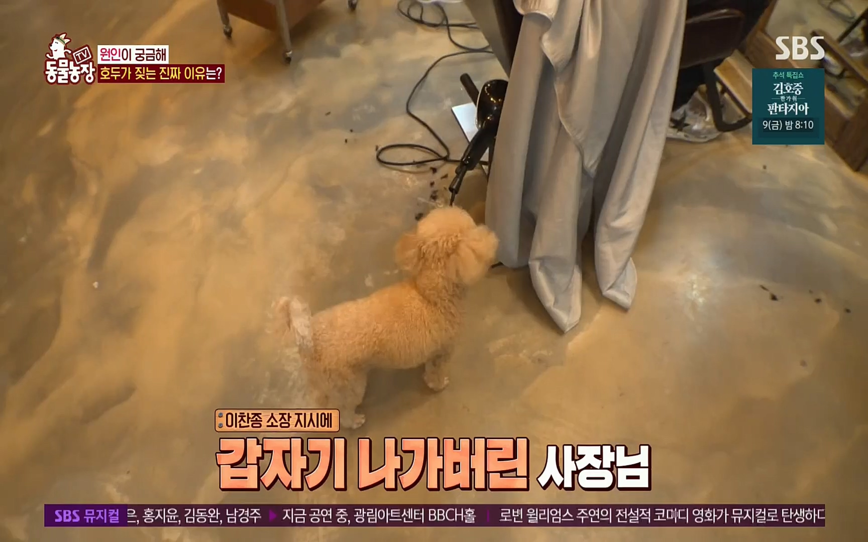 TV 동물농장.E1084.220828p.H264-F1RST.mp4_20220828_154043.496.jpg