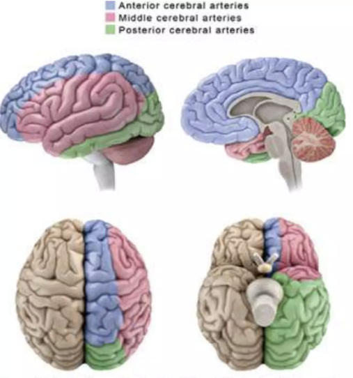 Anterior cerebral arteries 로 표기된 연보라색으로 칠해진 부분이 전방대뇌동맥이 혈액을 공급하는 부위입니다.