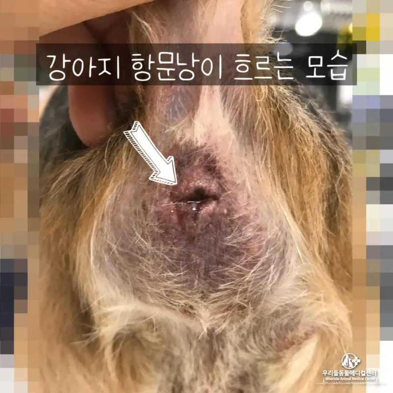 강아지 항문낭 압출법 염증 방지 필수 관리_4