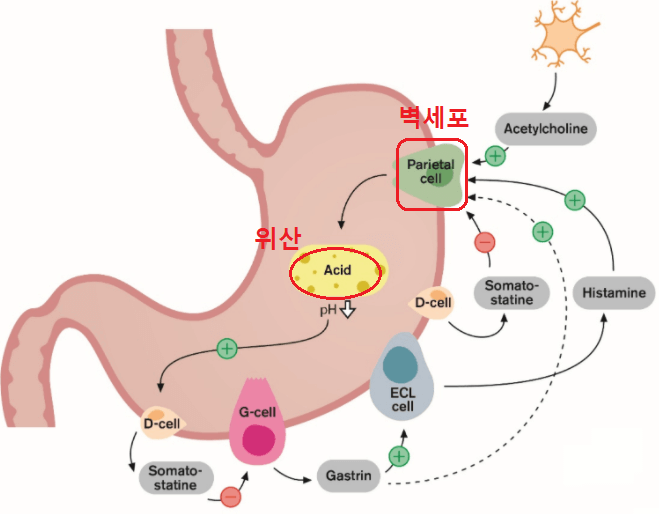 위에-있는-벽세포가-위산을-분비하는-과정
