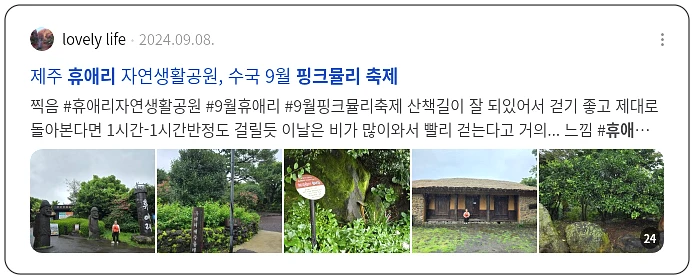 휴애리 핑크뮬리 축제_3_subsection