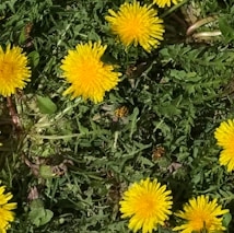 지브리 사진 변환