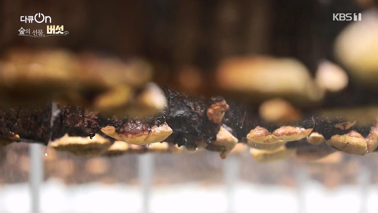 다큐 온.E227.231120p-NEXT.mp4_20231121_203706.036.jpg