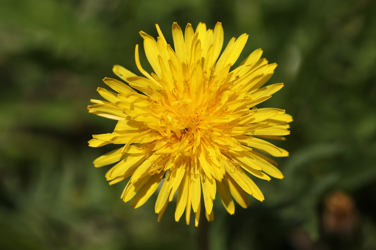민들레 효능 부작용