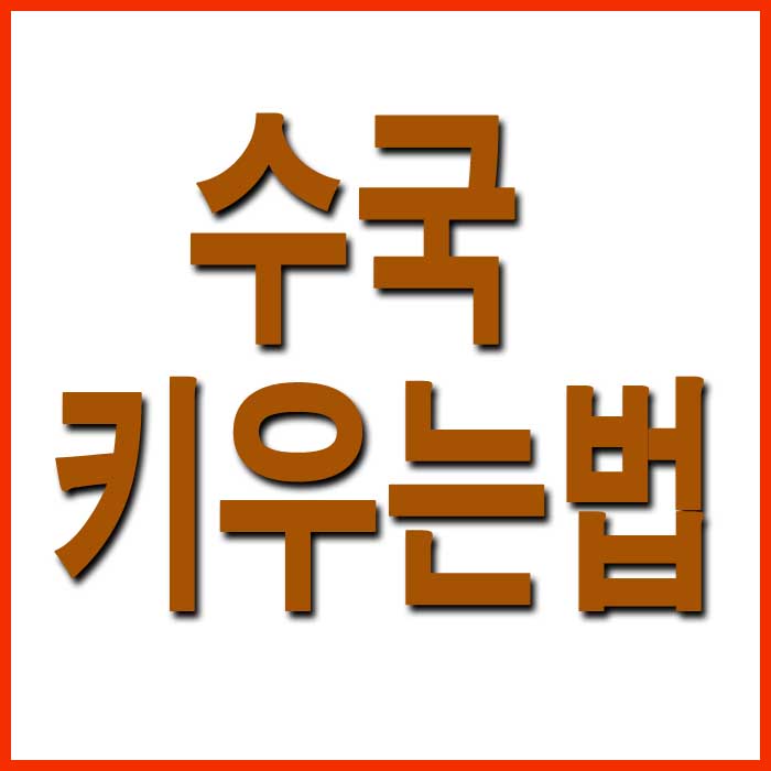  수국 키우는법
