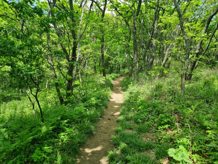 등산로
