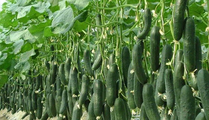  수세미 효능