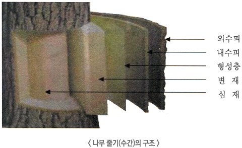 목재의 구조