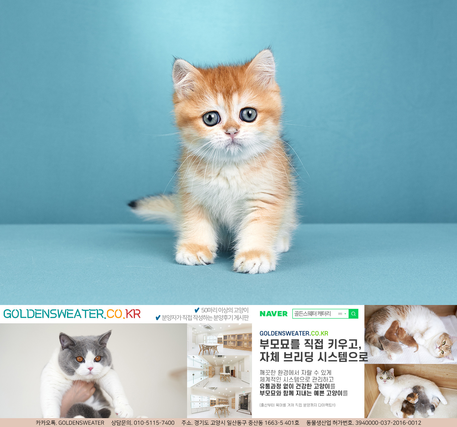  전주고양이분양 창가에 앉은 이와 함께