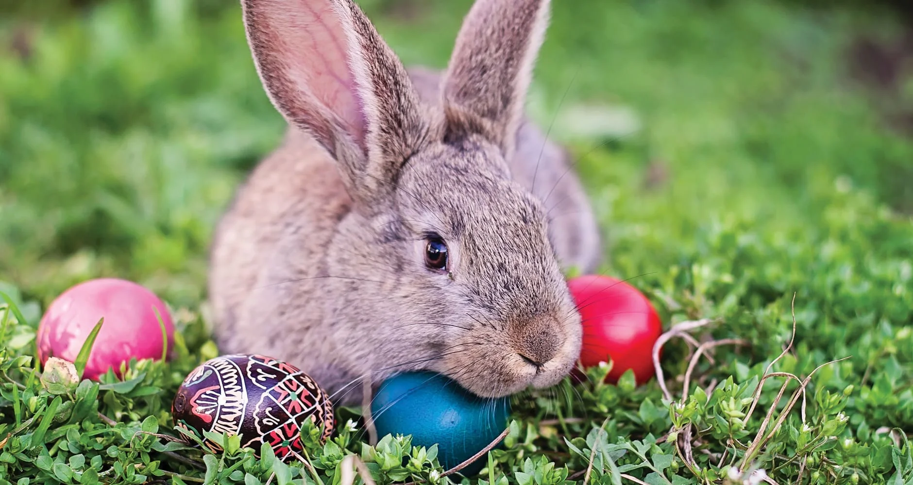 Easter Egg and Easter Bunny