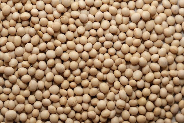 식물성 단백질이 풍부한 콩