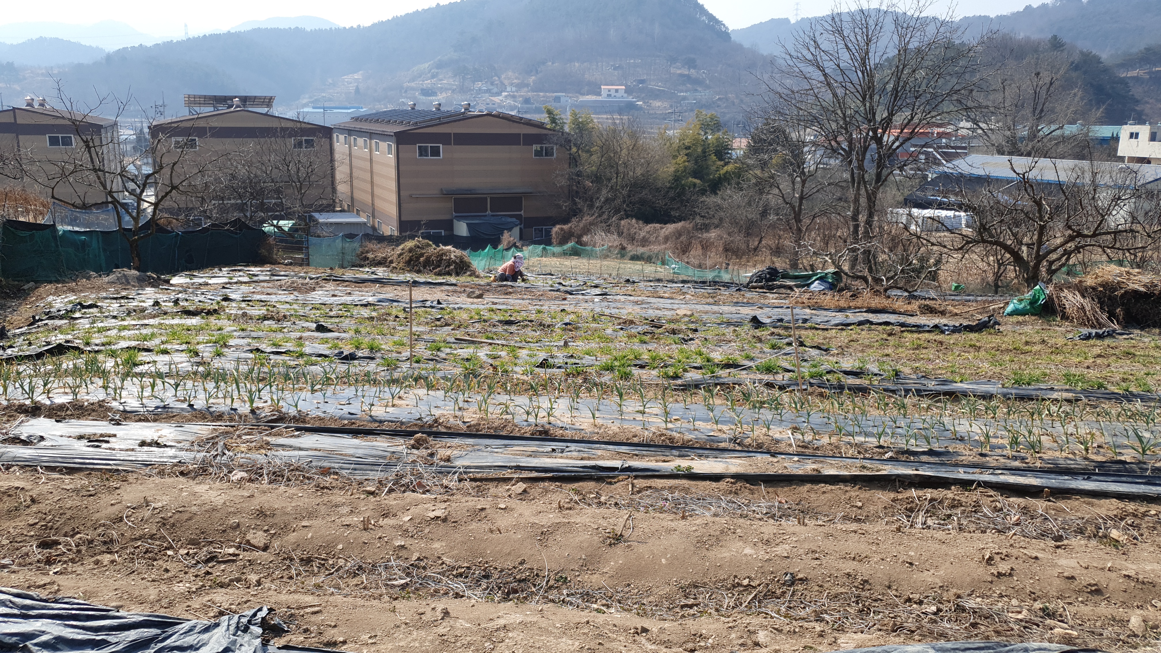  (땅나라 435번) 경남 함안 칠원읍 소재 새로난 2차선 도로에서 100미터, 텃밭용 토지 매매 / 문의 055)253-6609