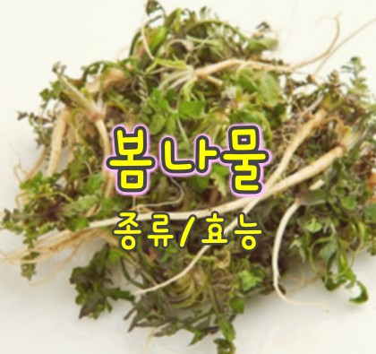 봄나물-종류-효능