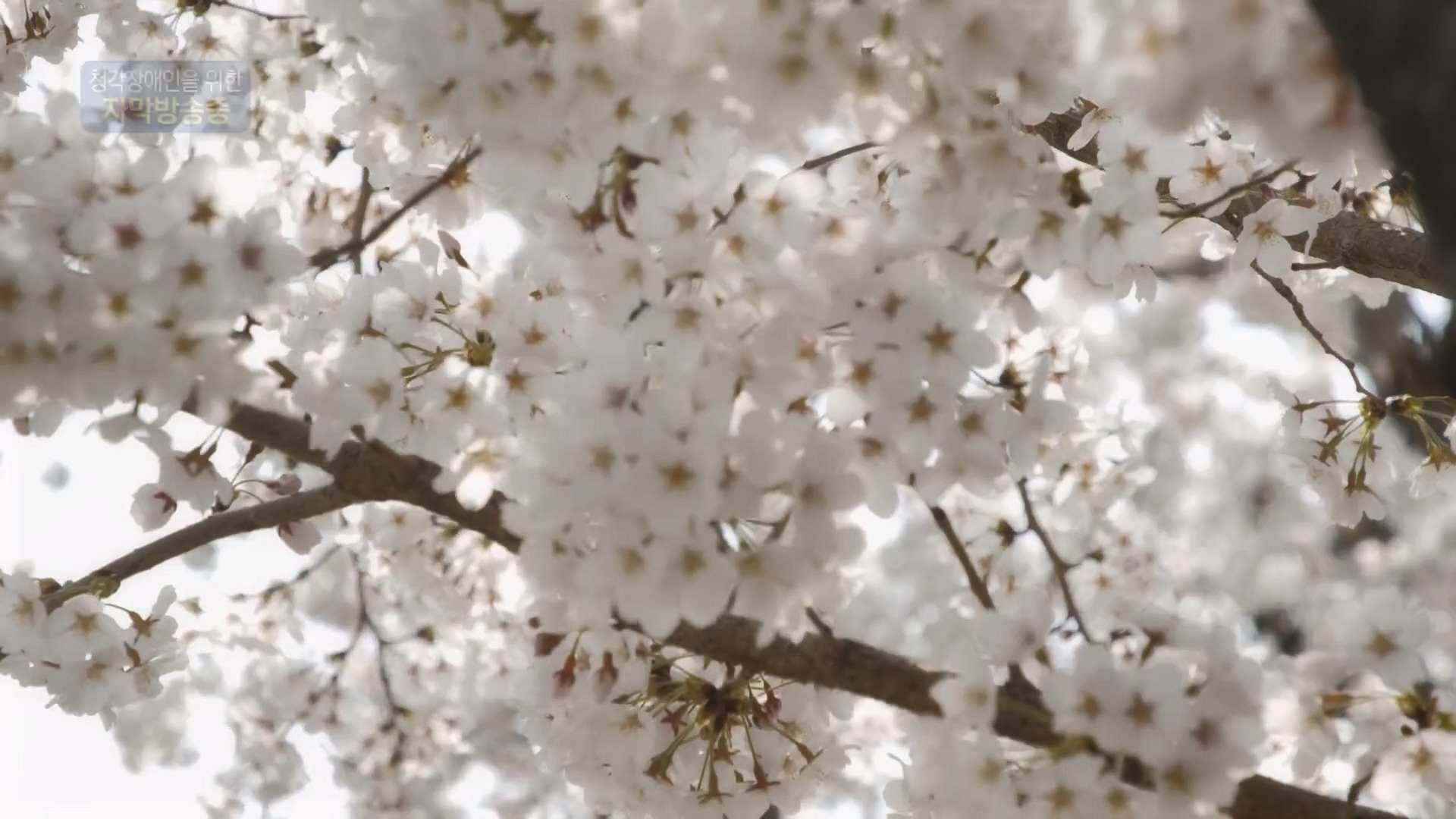 생로병사의 비밀.E864.230412p.H264-F1RST.mp4_20230414_211443.413.jpg