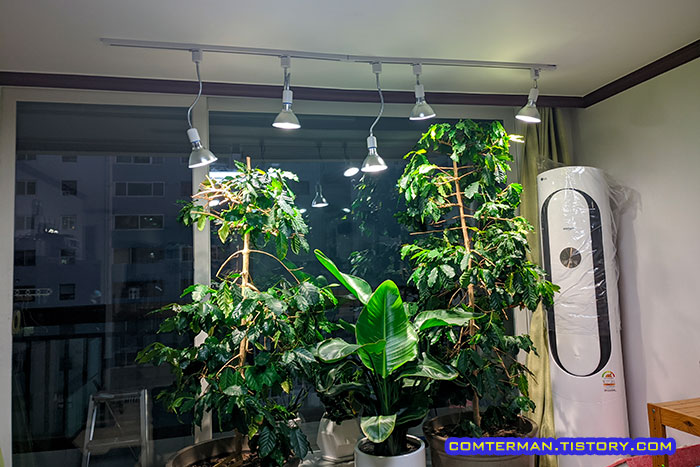 거실 커피나무 식물 LED 조명