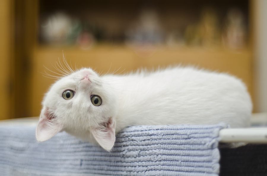 Kitten